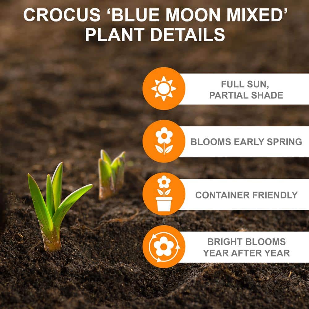  8/9 Cm Dutch Crocus Blue Moon Mixed Flower Bulbs (Bag Of 100)