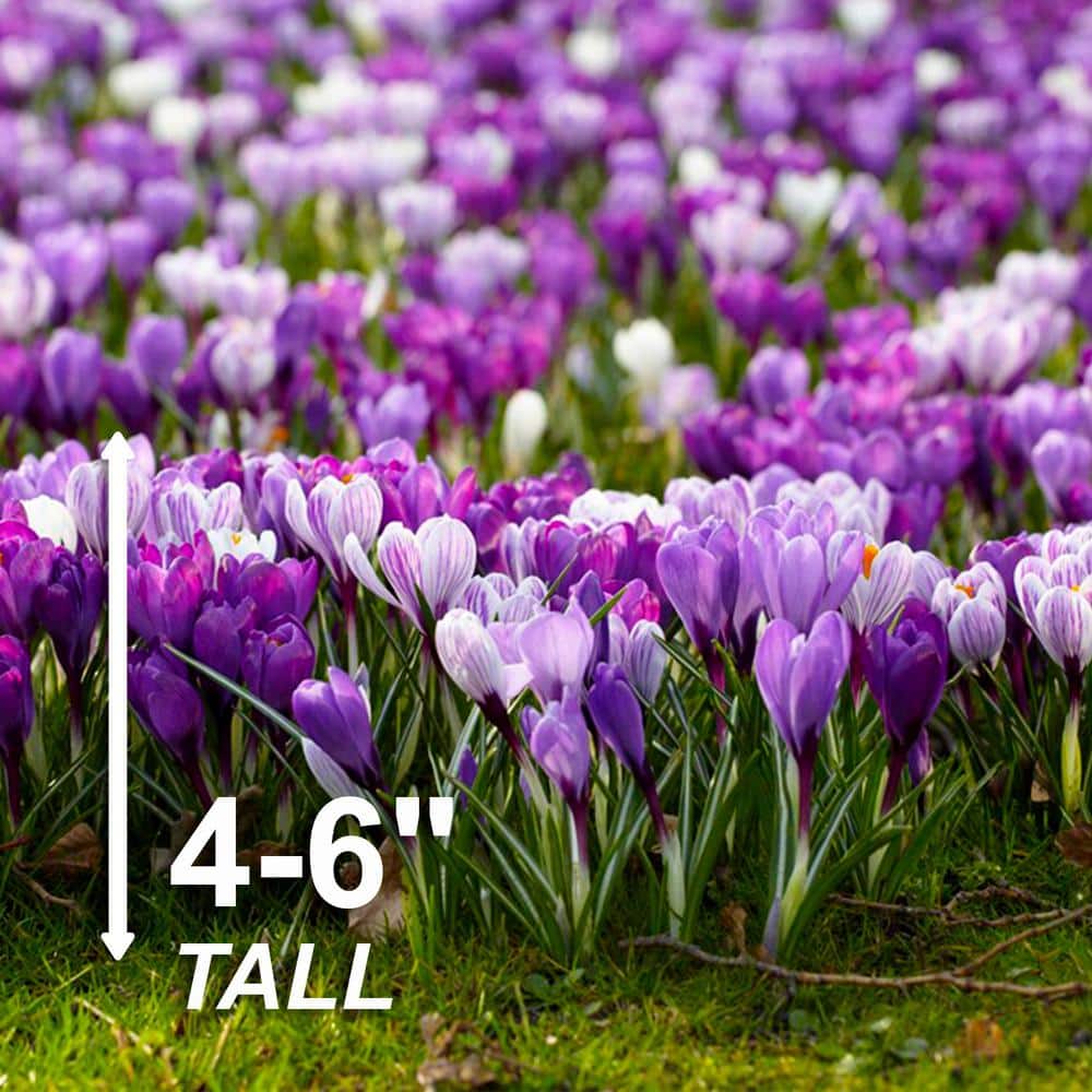  8/9 Cm Dutch Crocus Blue Moon Mixed Flower Bulbs (Bag Of 100)