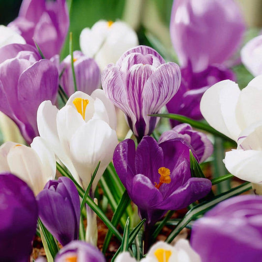  8/9 Cm Dutch Crocus Blue Moon Mixed Flower Bulbs (Bag Of 100)