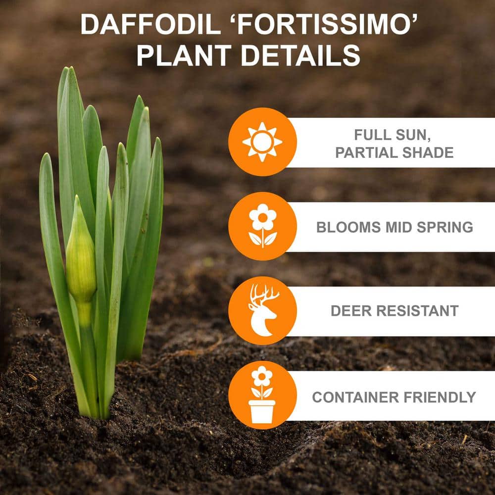  16/18cm, Fortissimo Large Cupped Daffodil Flower Bulbs (Bag Of 100)
