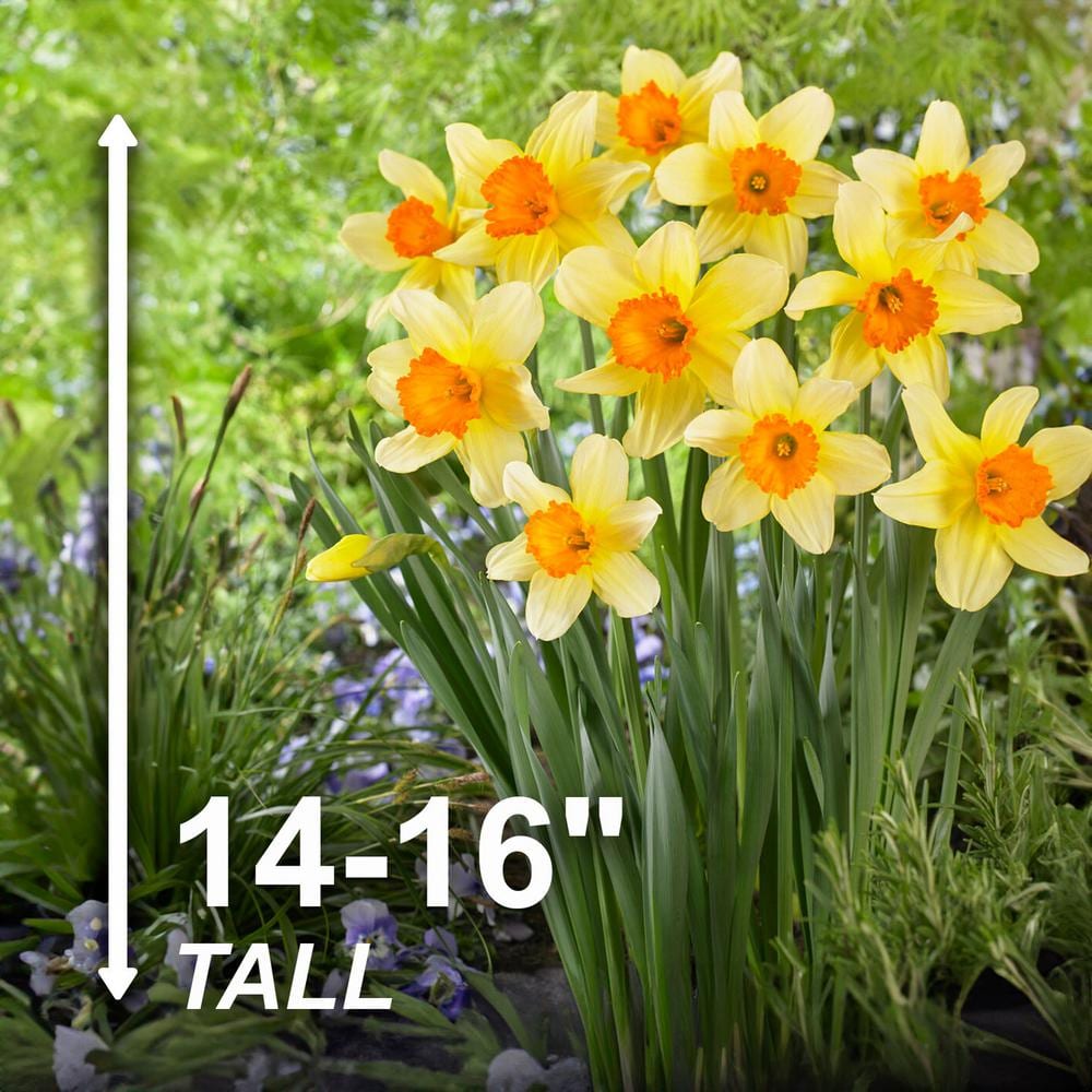  16/18 Cm, Fortissimo Large Cupped Daffodil Flower Bulbs (Bag Of 25)