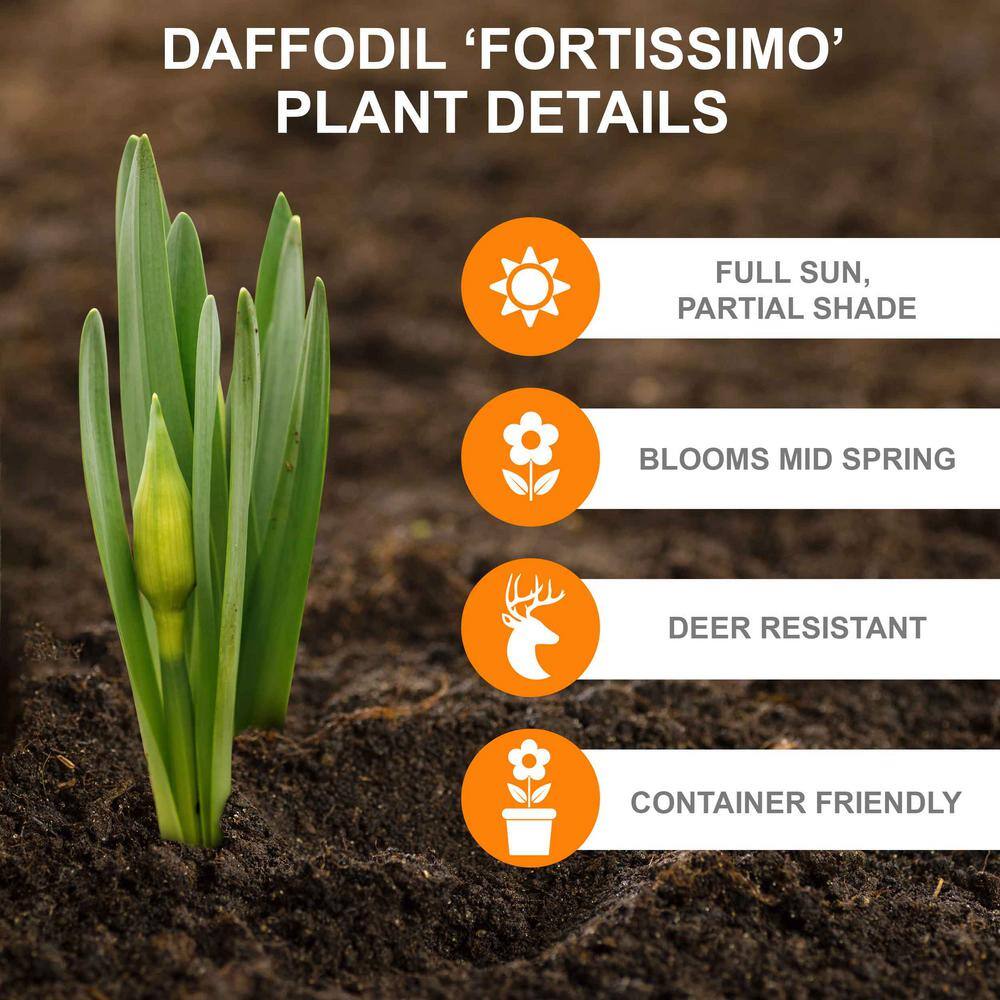  16/18cm, Fortissimo Large Cupped Daffodil Flower Bulbs (Bag Of 250)