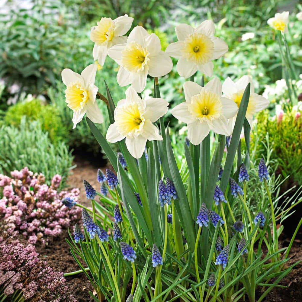  16/18cm, Ice Follies Large Cupped Daffodil Flower Bulbs (Bag Of 100)