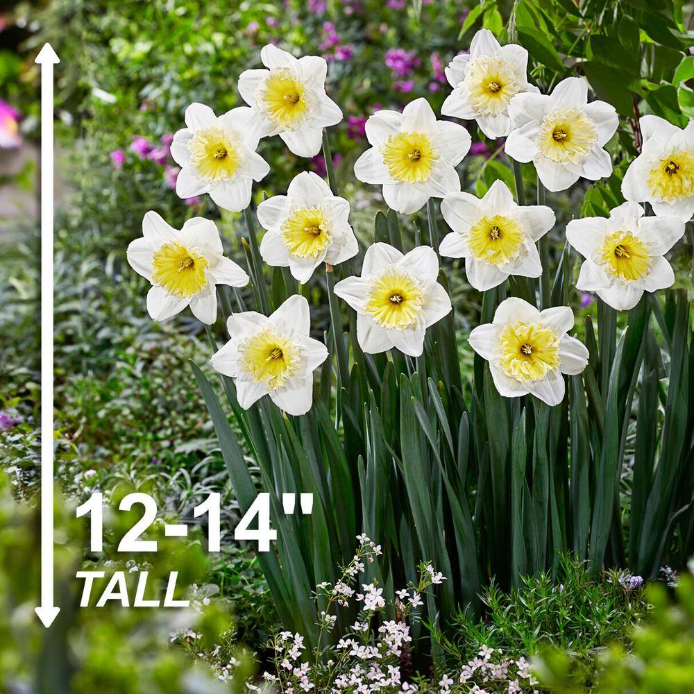  16/18cm, Ice Follies Large Cupped Daffodil Flower Bulbs (Bag Of 100)