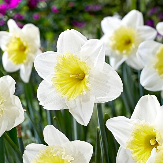  16/18cm, Ice Follies Large Cupped Daffodil Flower Bulbs (Bag Of 100)