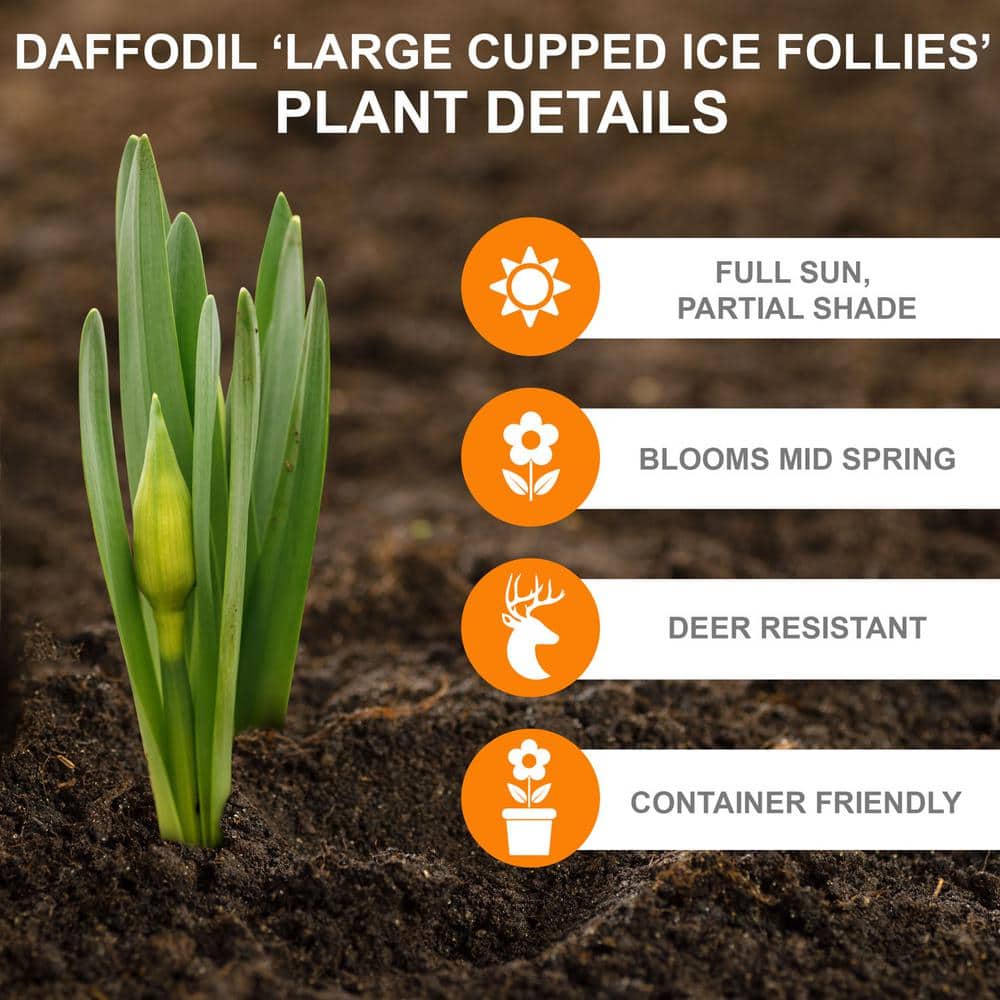  16/18cm, Ice Follies Large Cupped Daffodil Flower Bulbs (Bag Of 100)