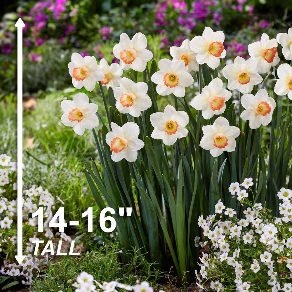  16/18cm, Pink Charm Large Cupped Daffodil Flower Bulbs (Bag Of 100)