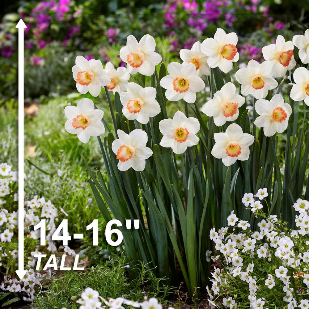  16/18cm, Pink Charm Large Cupped Daffodil Flower Bulbs (Bag Of 25)