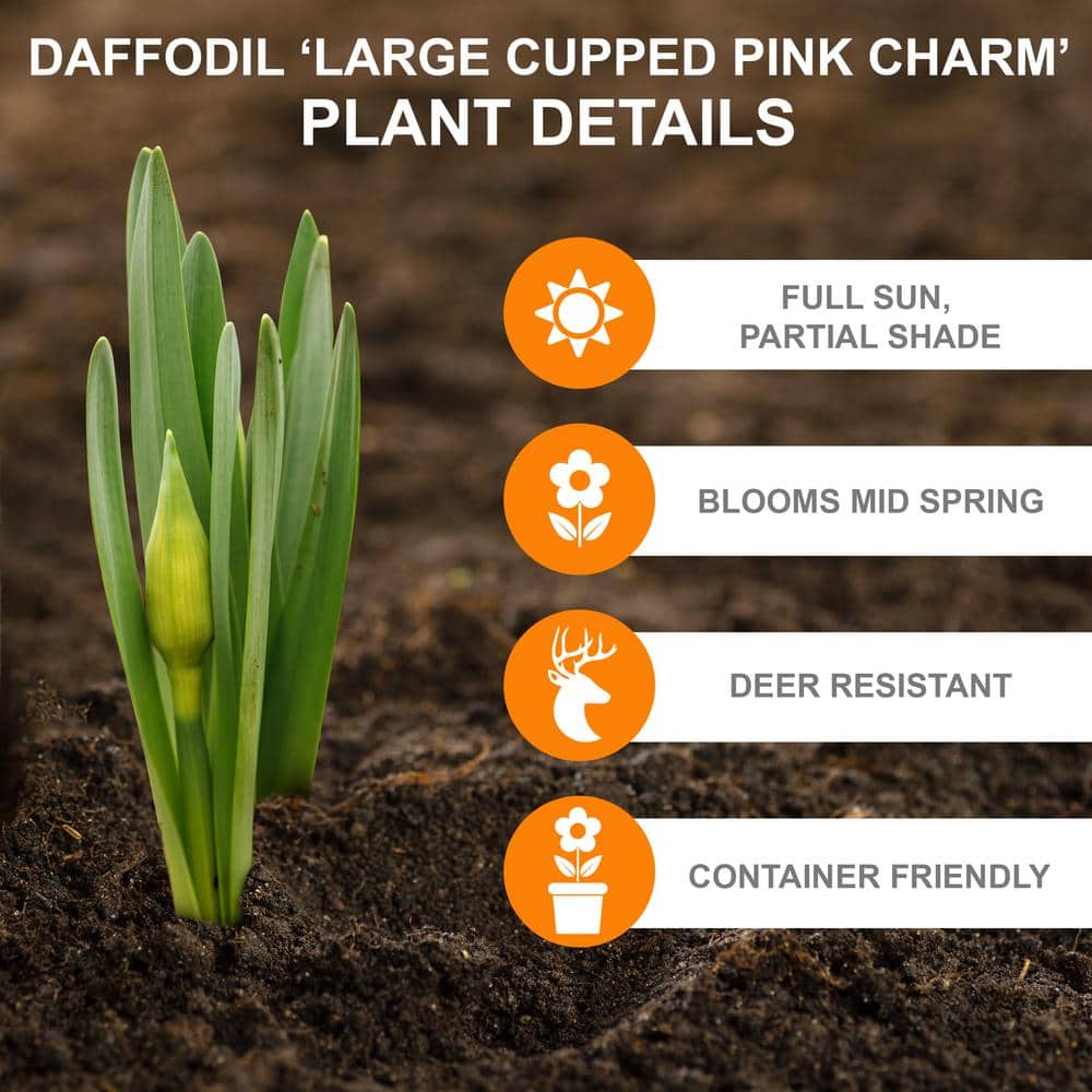  16/18cm, Pink Charm Large Cupped Daffodil Flower Bulbs (Bag Of 25)