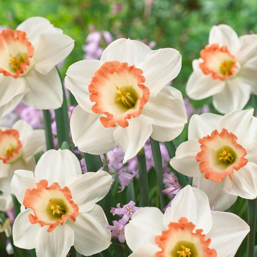  16/18cm, Pink Charm Large Cupped Daffodil Flower Bulbs (Bag Of 250)