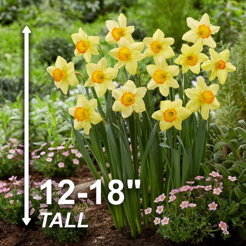  16/18cm, Red Ranger Large Cupped Daffodil Flower Bulbs (Bag Of 100)
