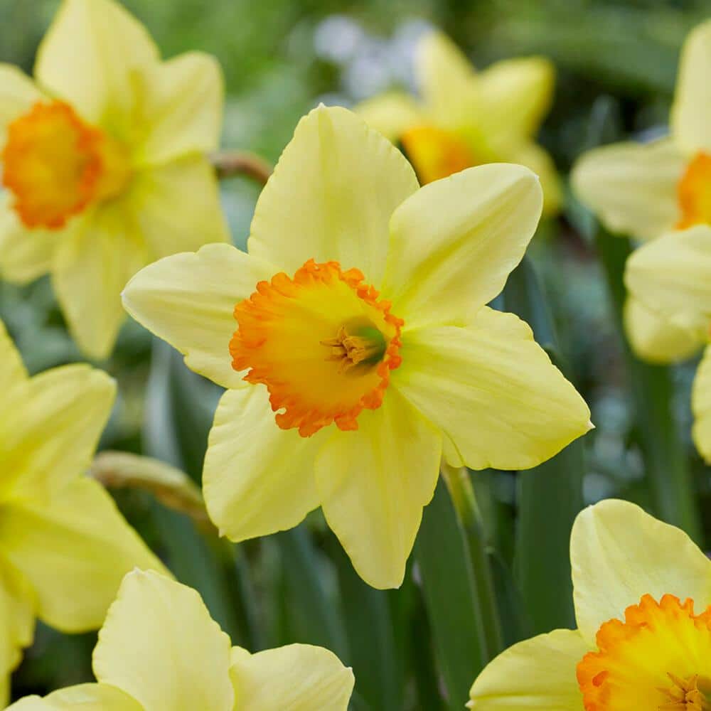  16/18cm, Red Ranger Large Cupped Daffodil Flower Bulbs (Bag Of 100)
