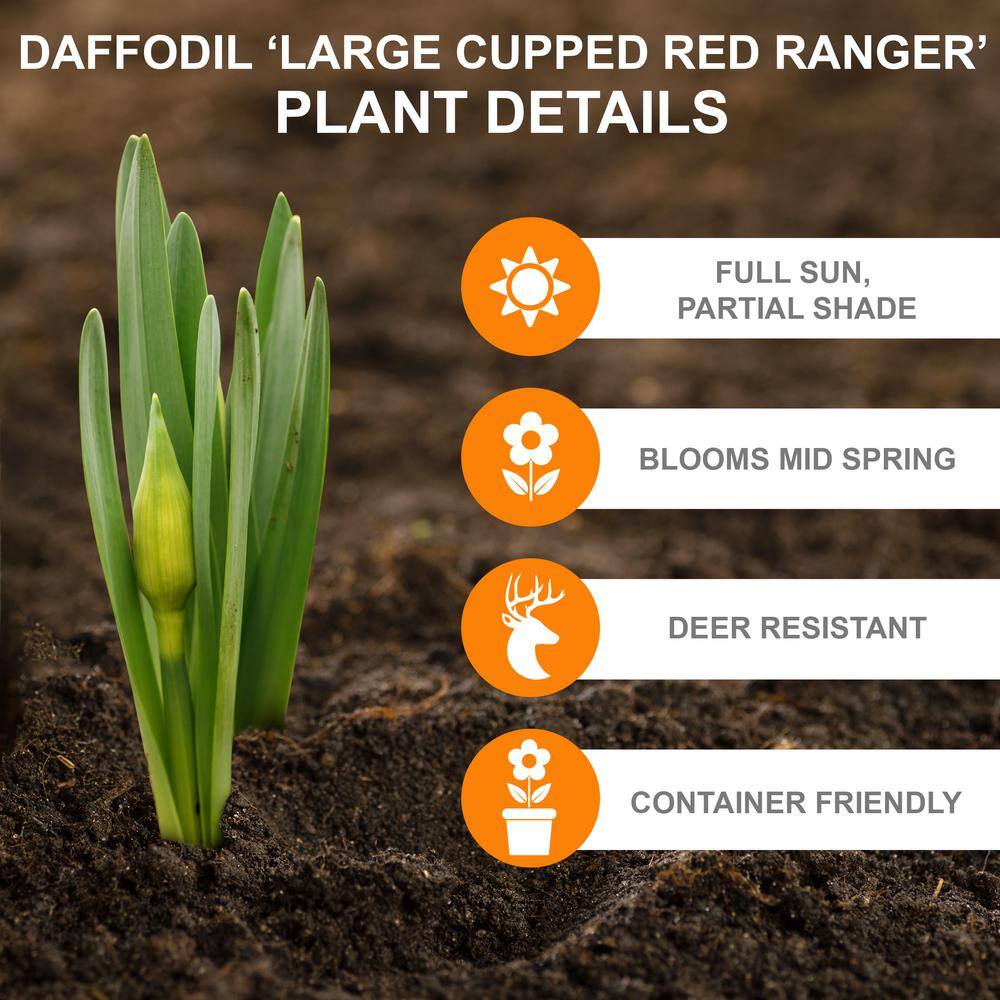  16/18cm, Red Ranger Large Cupped Daffodil Flower Bulbs (Bag Of 100)
