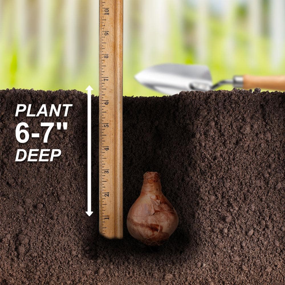  16/18cm, Sempre Avanti Large Cupped Daffodil Flower Bulbs (Bag Of 100)