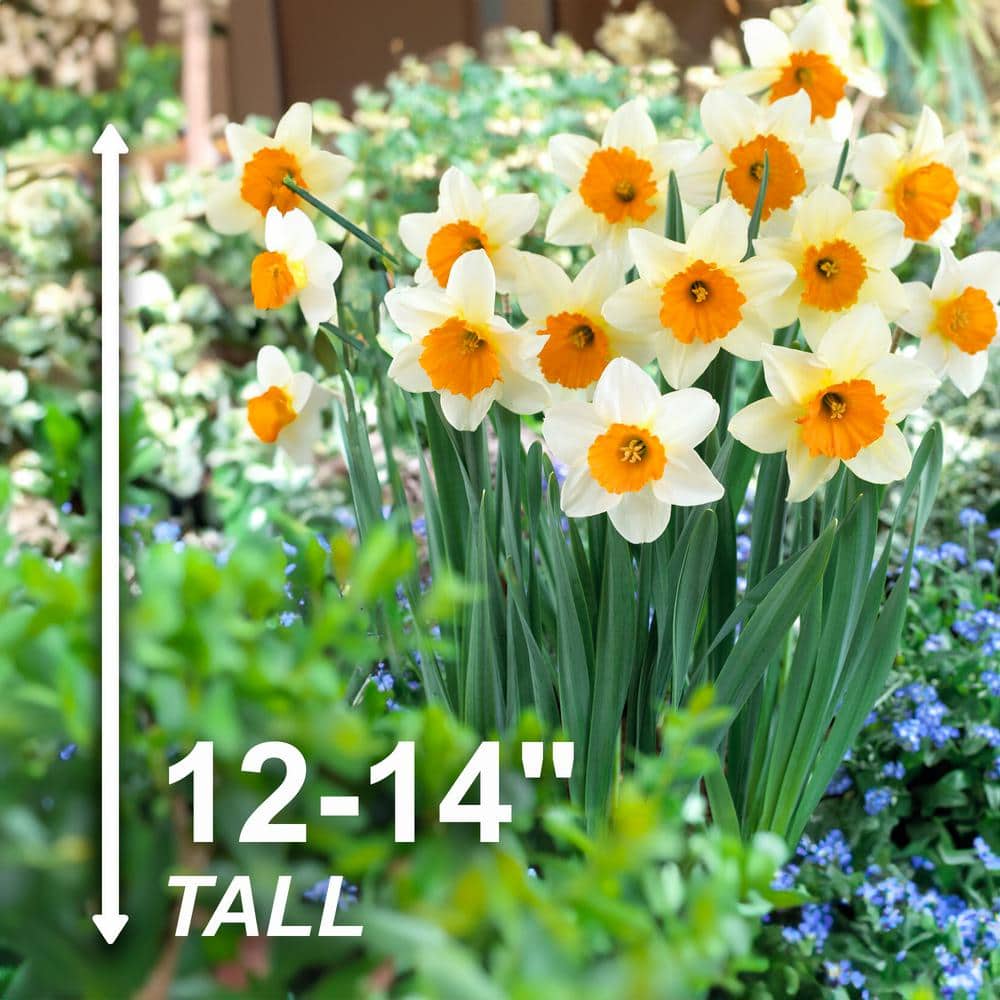  16/18cm, Sempre Avanti Large Cupped Daffodil Flower Bulbs (Bag Of 100)