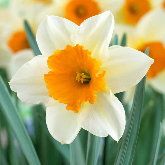  16/18cm, Sempre Avanti Large Cupped Daffodil Flower Bulbs (Bag Of 250)