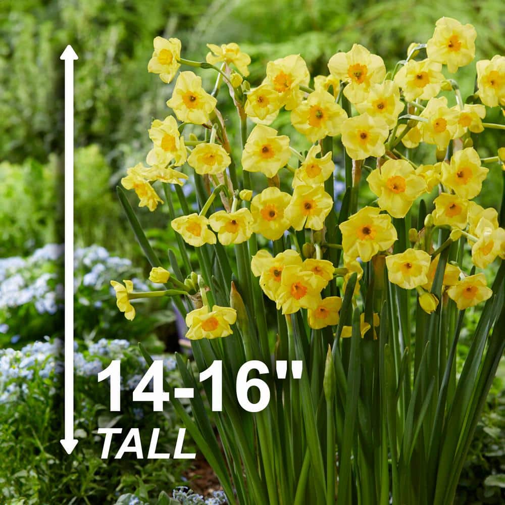  16/18cm Narcissus Tazetta Cornish Dawn Daffodil Flower Bulbs (Bag Of 100)