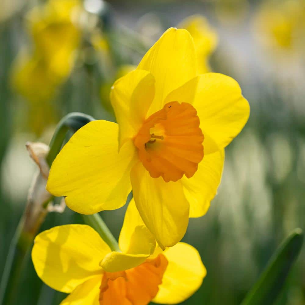  16/18cm Narcissus Tazetta Cornish Dawn Daffodil Flower Bulbs (Bag Of 100)