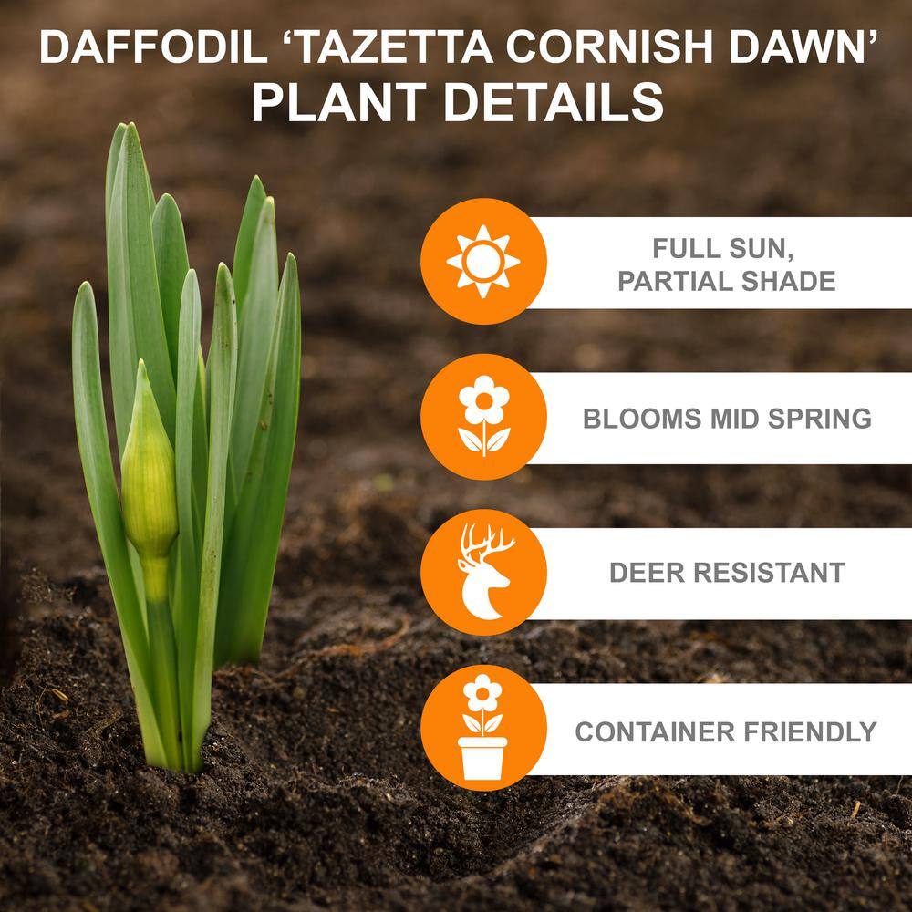  16/18cm Narcissus Tazetta Cornish Dawn Daffodil Flower Bulbs (Bag Of 100)