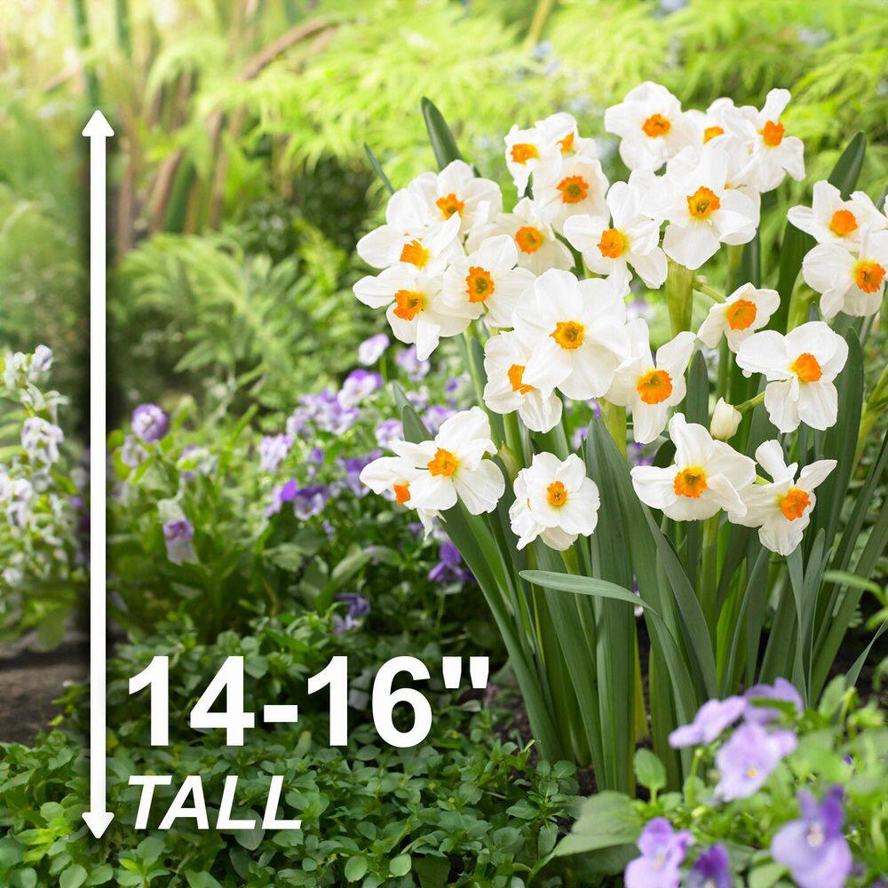  16/18 Cm, Geranium Tazetta Daffodil Flower Bulbs (Bag Of 100)