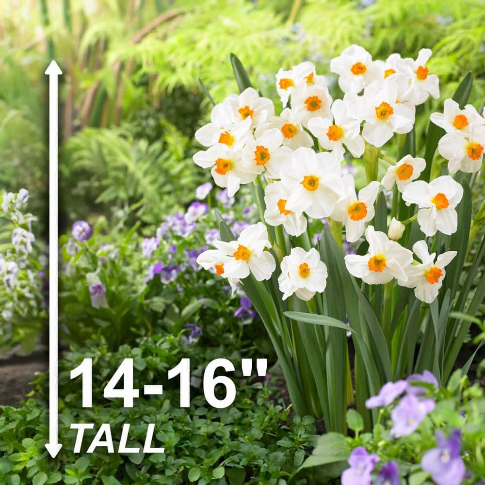  16/18 Cm, Geranium Tazetta Daffodil Flower Bulbs (Bag Of 25)