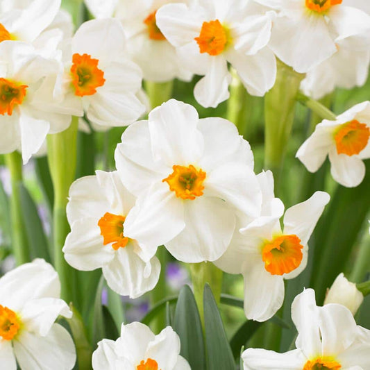  16/18 Cm, Geranium Tazetta Daffodil Flower Bulbs (Bag Of 25)