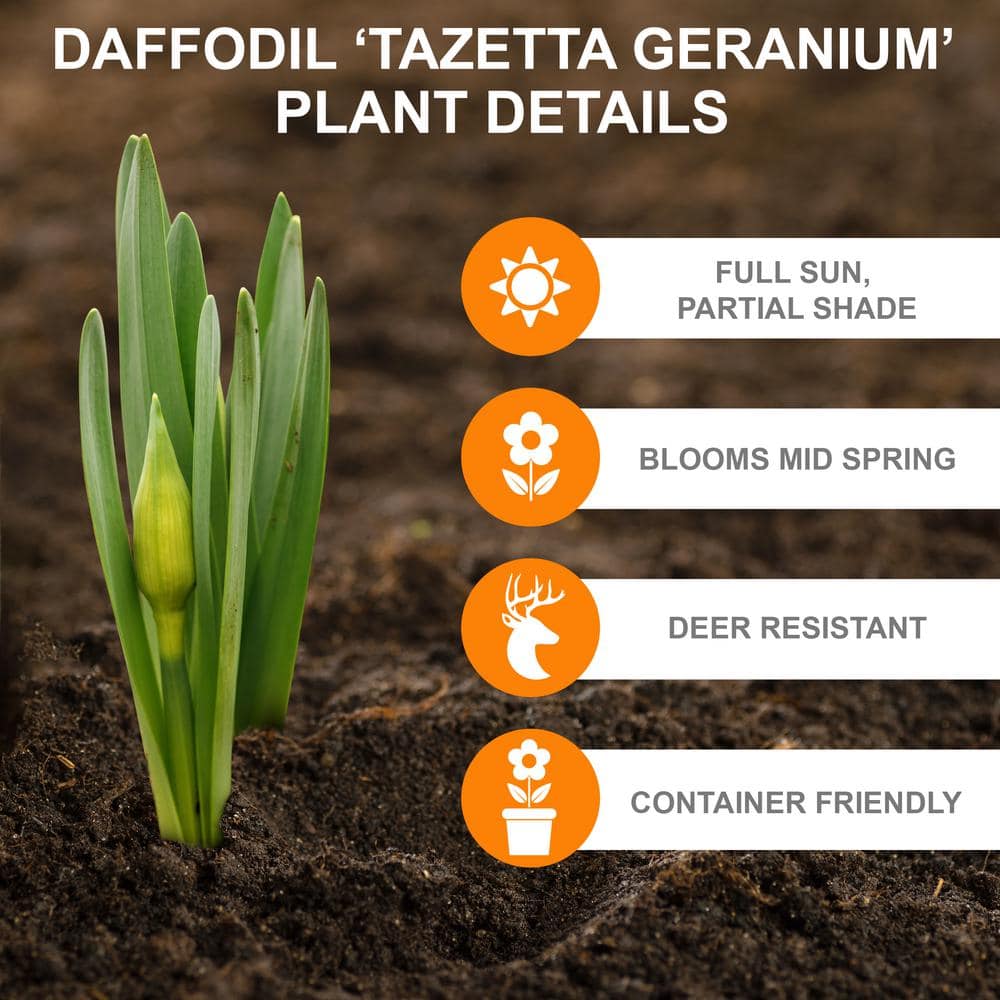 16/18 Cm, Geranium Tazetta Daffodil Flower Bulbs (Bag Of 25)