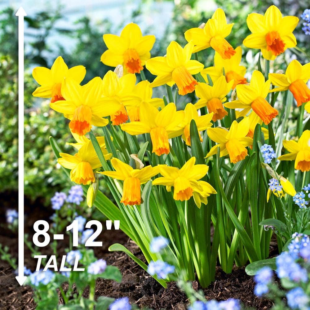  12/14 Cm, Jetfire Mix Cyclamineus Daffodil Flower Bulbs (Bag Of 100)