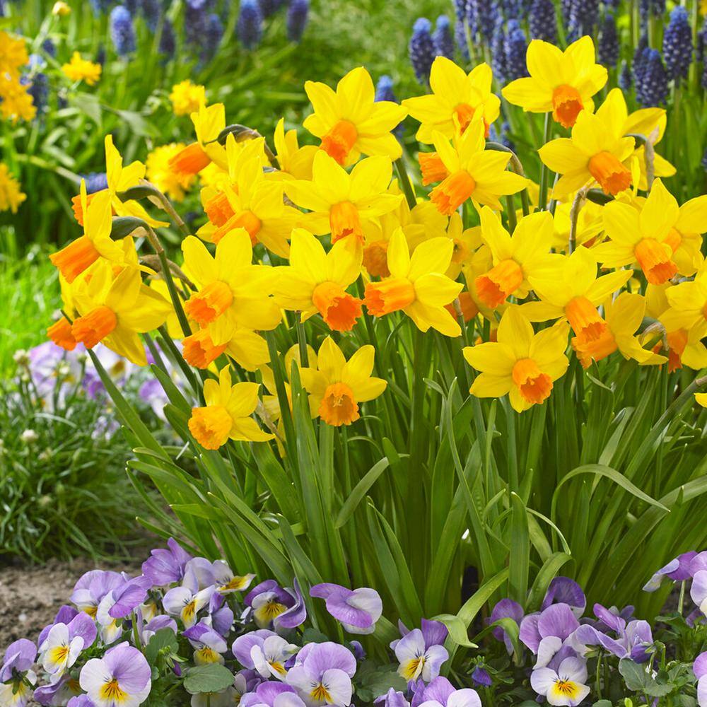  12/14 Cm, Jetfire Mix Cyclamineus Daffodil Flower Bulbs (Bag Of 100)