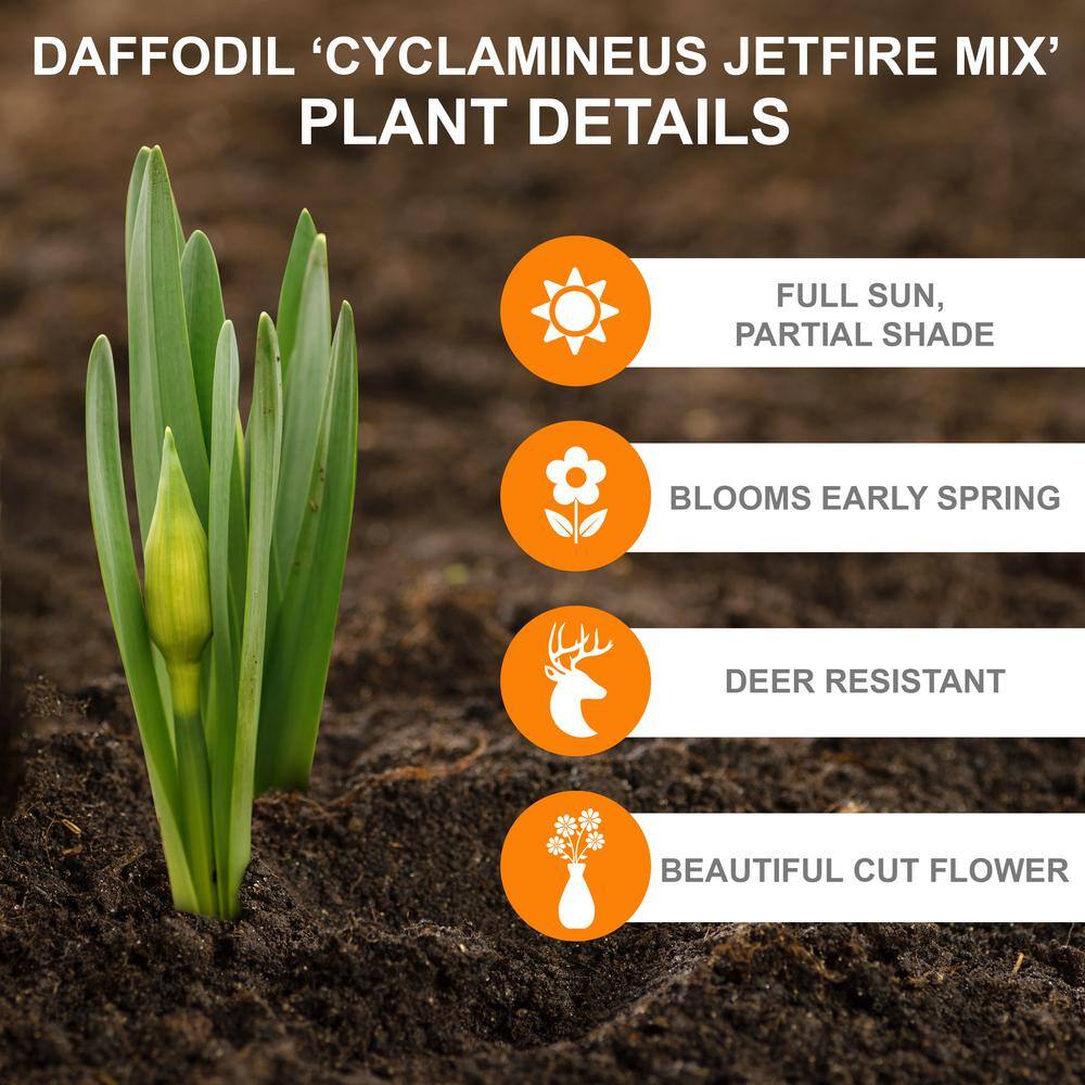  12/14 Cm, Jetfire Mix Cyclamineus Daffodil Flower Bulbs (Bag Of 100)