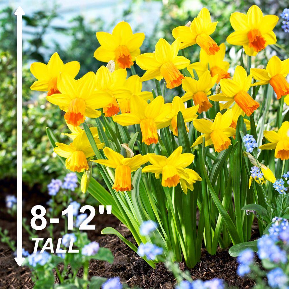  12/14 Cm, Jetfire Cyclamineus Mix Daffodil Flower Bulbs (Bag Of 250)