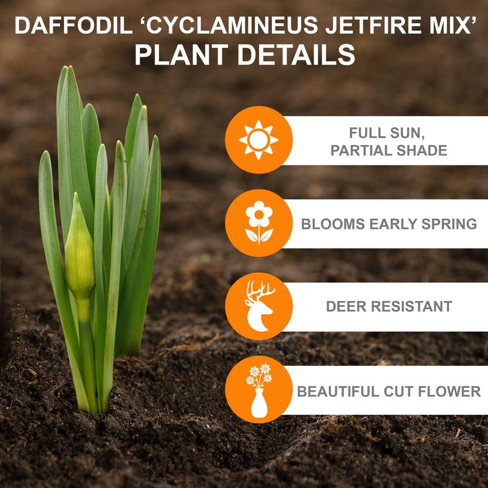  12/14 Cm, Jetfire Mix Cyclamineus Daffodil Flower Bulbs (Bag Of 50)