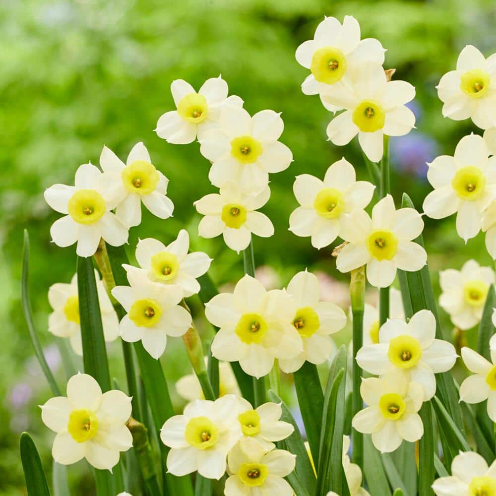  12/14 Cm, Minnow Tazetta Daffodil Flower Bulbs (Bag Of 250)