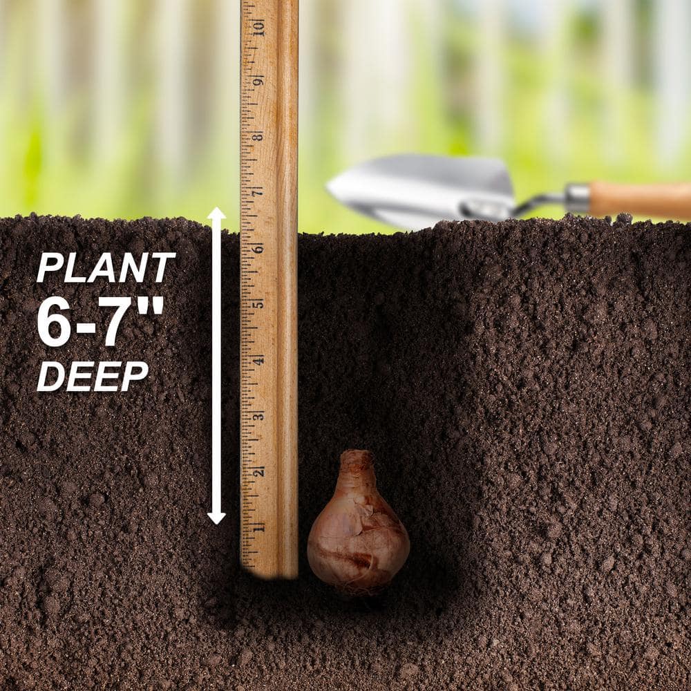  12/14 Cm, Minnow Tazetta Daffodil Flower Bulbs (Bag Of 50)
