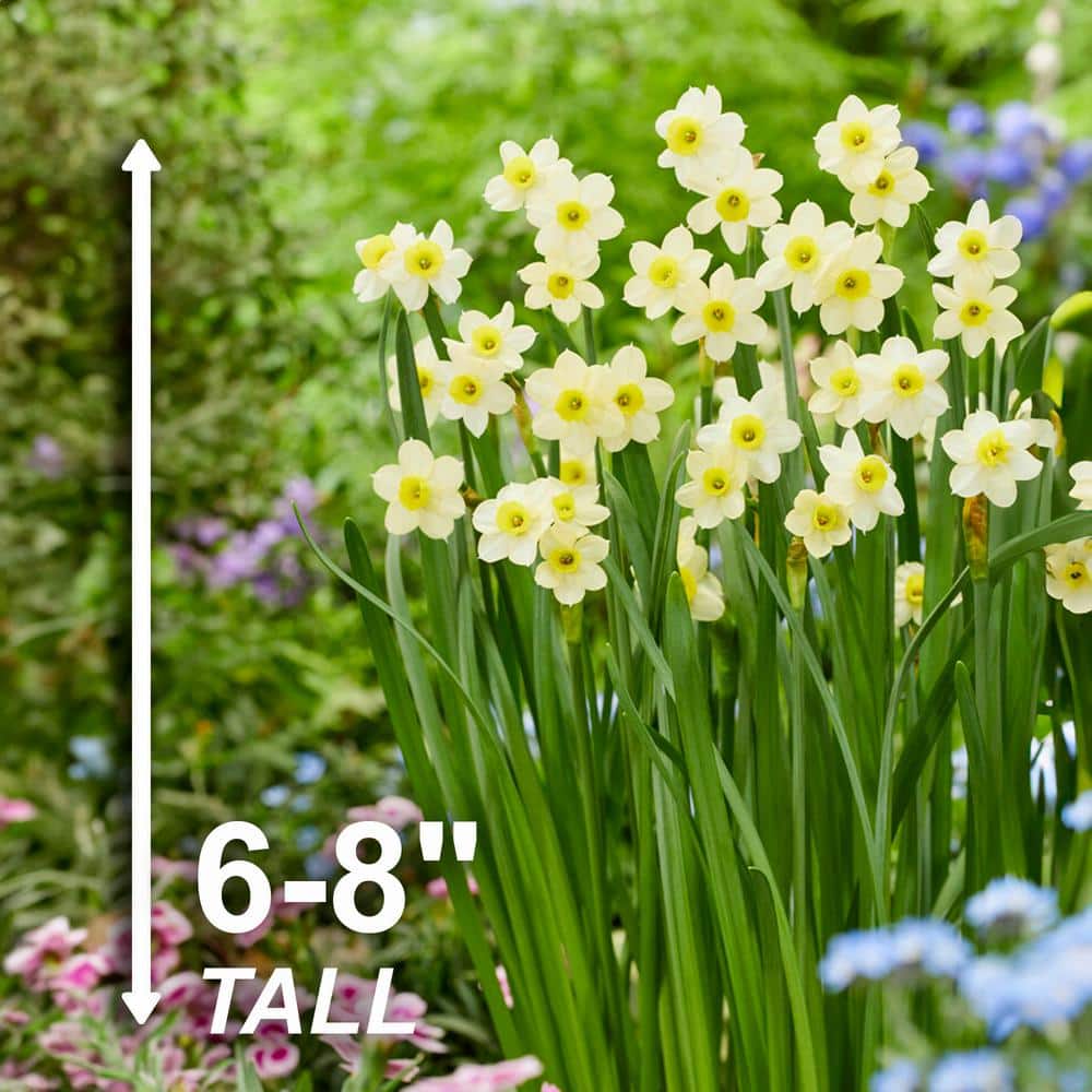 12/14 Cm, Minnow Tazetta Daffodil Flower Bulbs (Bag Of 50)