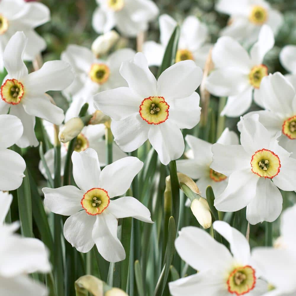  14/16cm, Pheasant's Eye Daffodil Flower Bulbs, White (Bag Of 25)