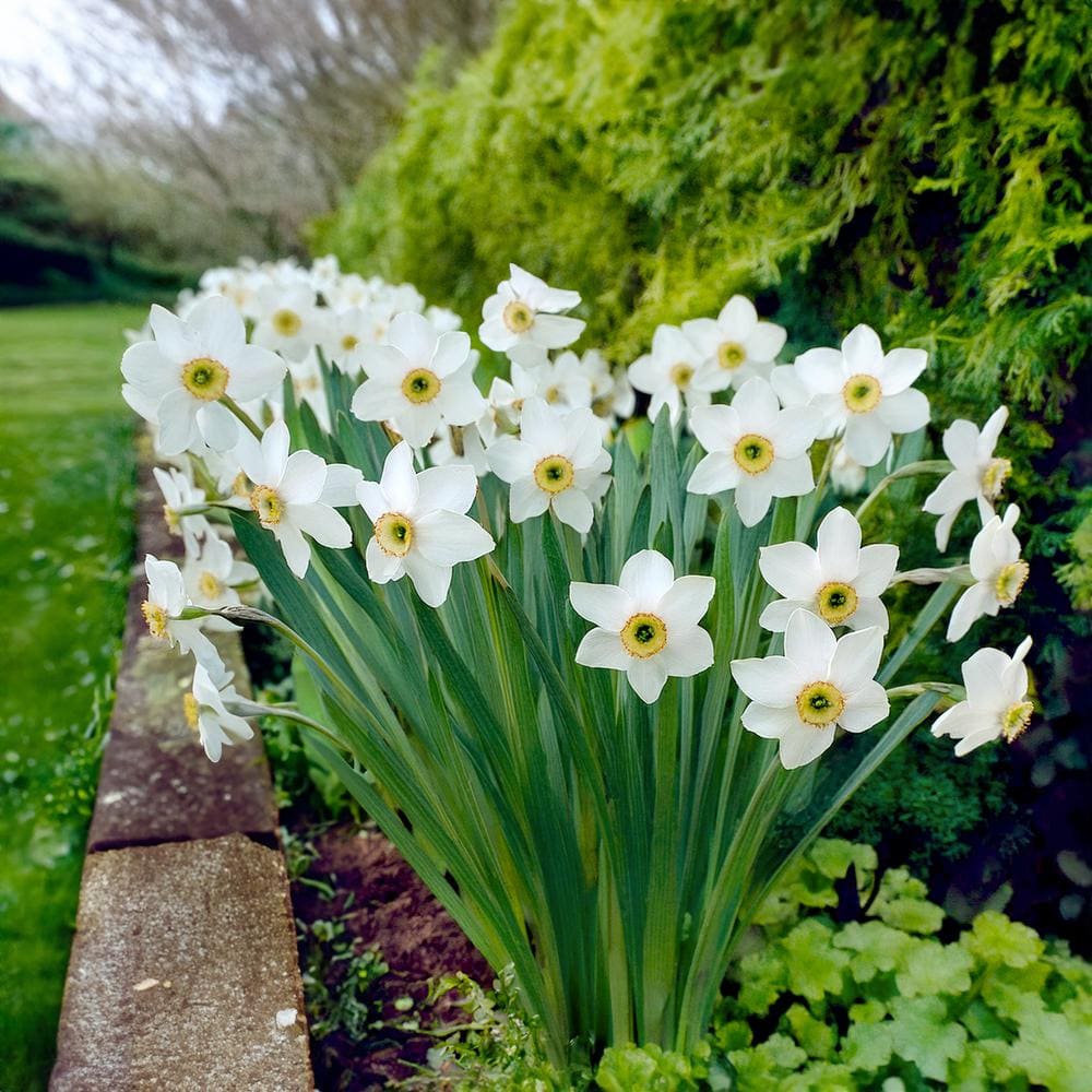  14/16 Cm, Pheasant's Eye Daffodil Flower Bulbs, White (Bag Of 250)