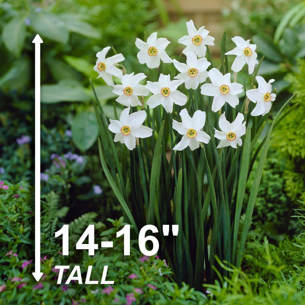  14/16 Cm, Pheasant's Eye Daffodil Flower Bulbs, White (Bag Of 50)