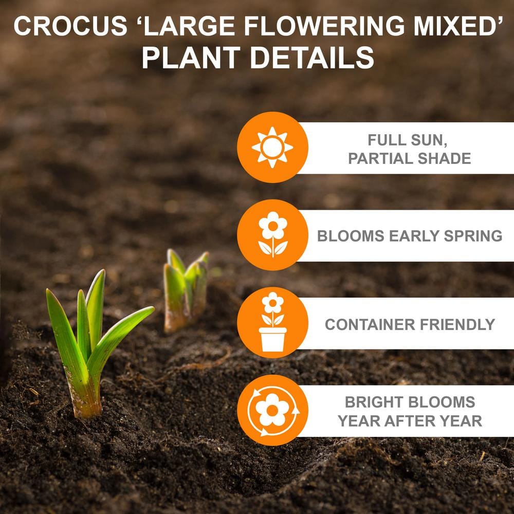  8/9 Cm Dutch Crocus Bulbs Large Flowering Mixed (Bag Of 200)