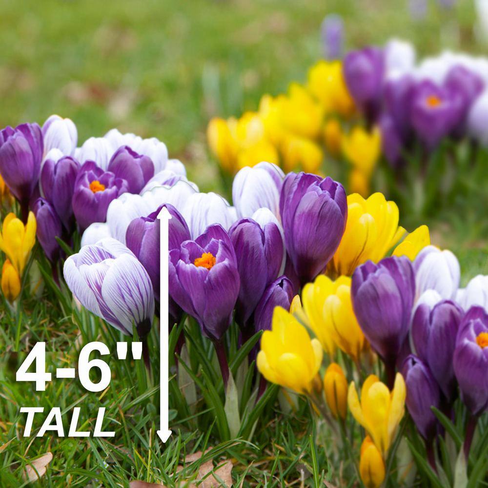 8/9 Cm Dutch Crocus Bulbs Large Flowering Mixed (Bag Of 200)