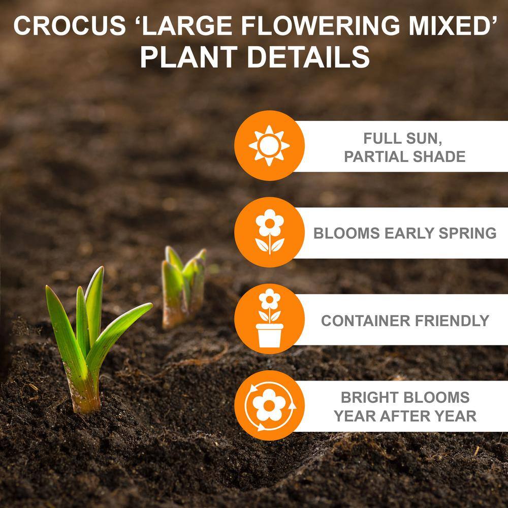  8/9 Cm Dutch Crocus Bulbs Large Flowering Mixed (Bag Of 50)