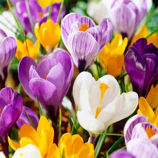  8/9 Cm Dutch Crocus Bulbs Large Flowering Mixed (Bag Of 50)