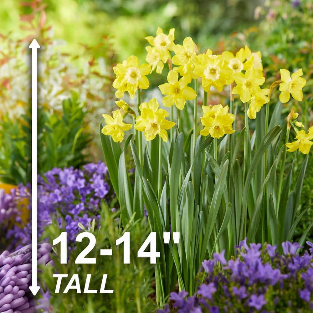  12/14 Cm, Jonquilla Pipit Daffodil Flower Bulbs (Bag Of 250)