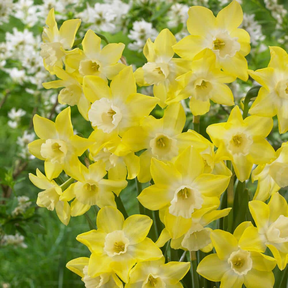  12/14 Cm, Jonquilla Pipit Daffodil Flower Bulbs (Bag Of 250)