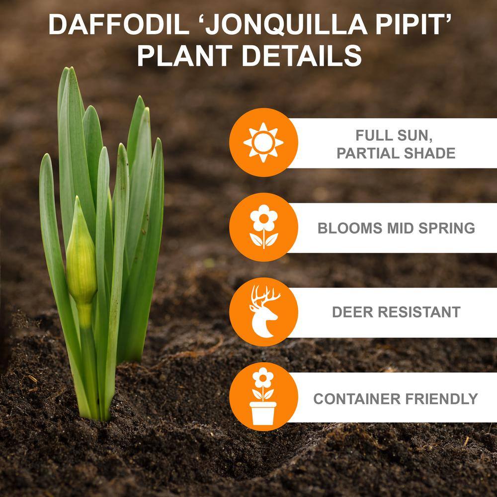  12/14 Cm, Jonquilla Pipit Daffodil Flower Bulbs (Bag Of 50)