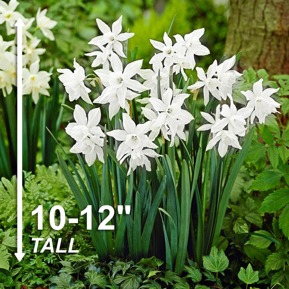  14/16 Cm, Triandrus Thalia Daffodil Flower Bulbs (Bag Of 100)