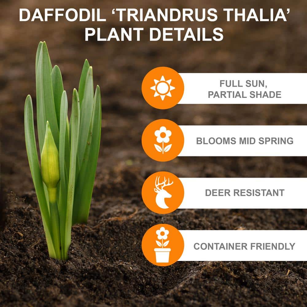  14/16 Cm, Triandrus Thalia Daffodil Flower Bulbs (Bag Of 100)