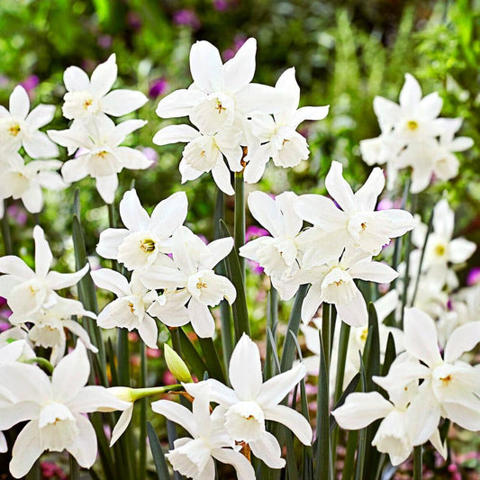  14/16 Cm, Thalia Daffodil Flower Bulbs (Bag Of 25)