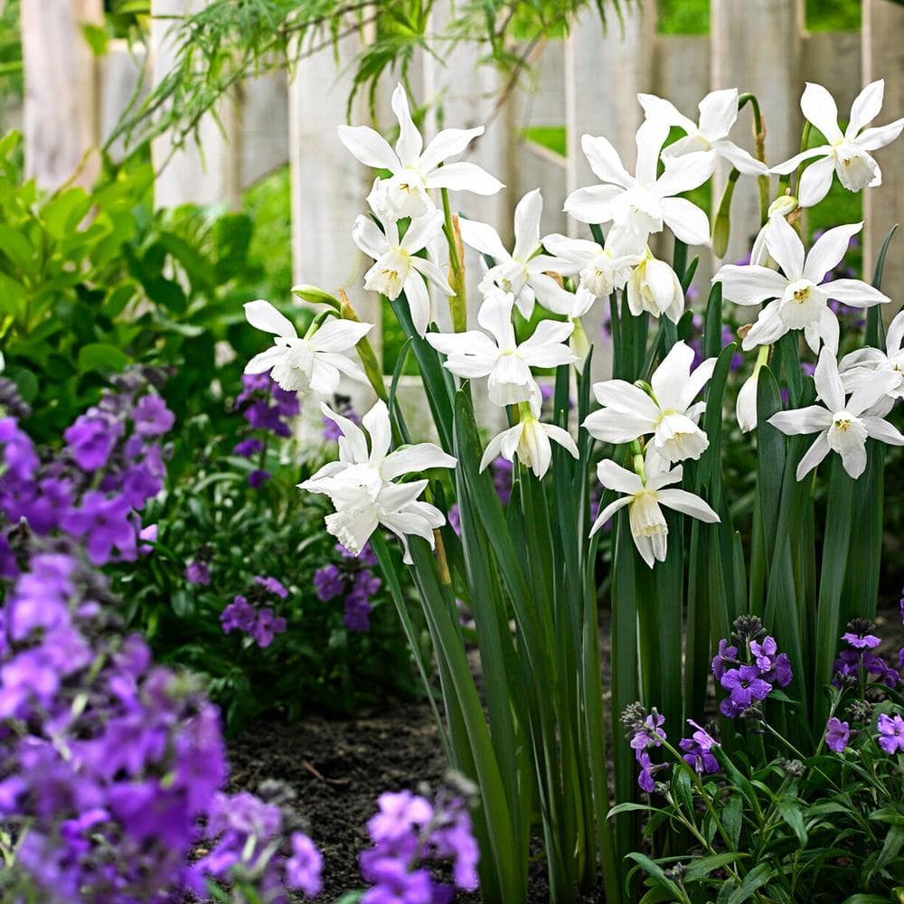  14/16 Cm, Triandrus Thalia Daffodil Flower Bulbs (Bag Of 250)