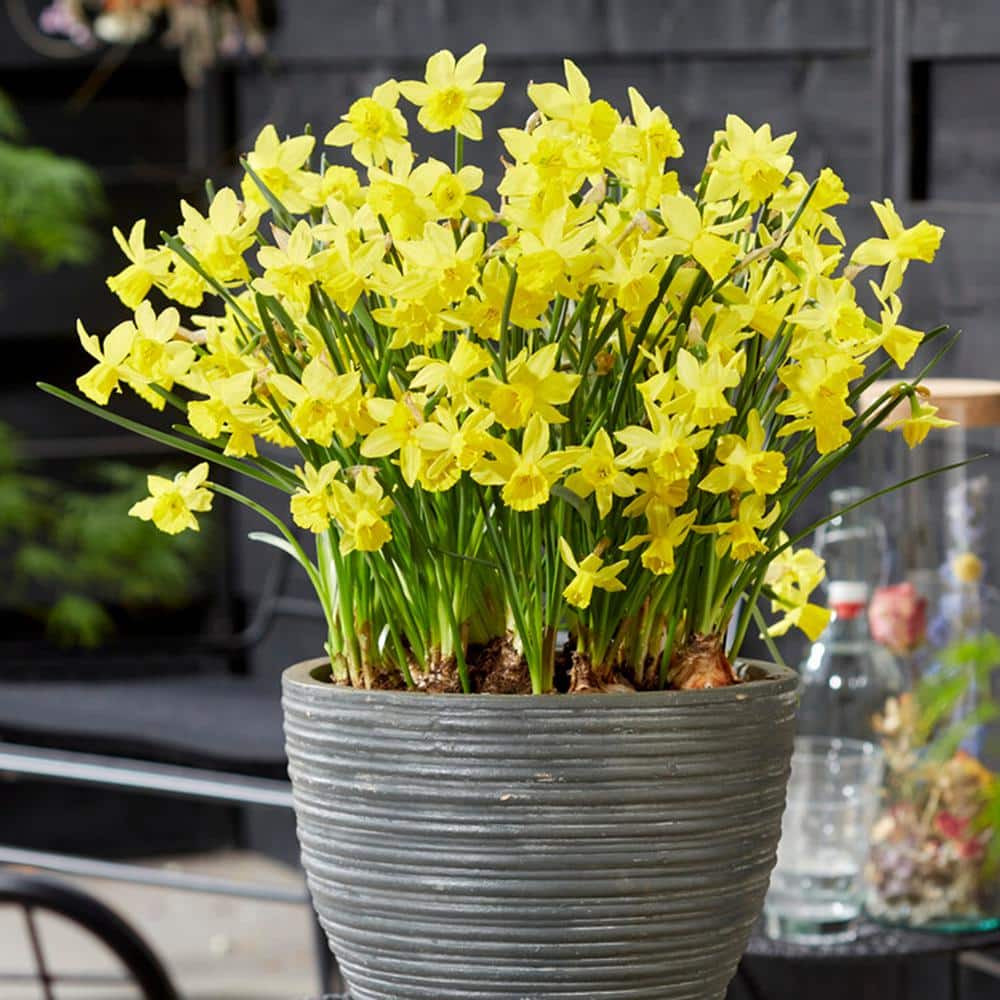  14/16 Cm Jonquil Sailboat Daffodil Flower Bulbs, Yellow (Bag Of 25)